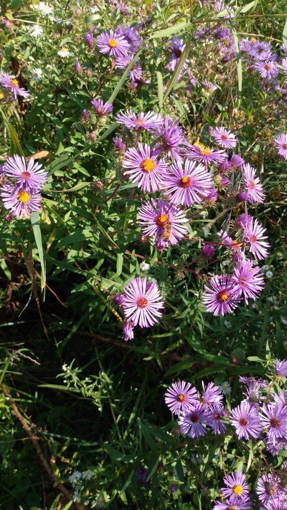New England asters in Rouge Urban Park